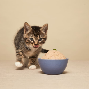 kitti hungry