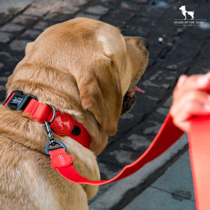 dog belt intervet uae