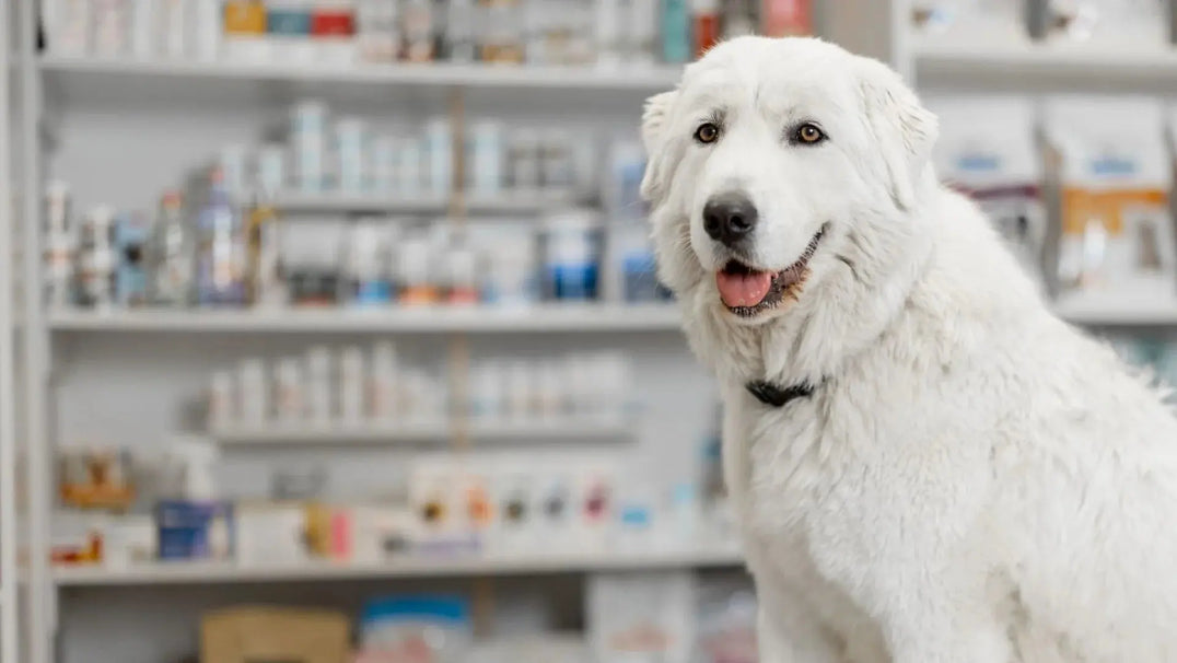 Dog Pharmacy in dubai UAE