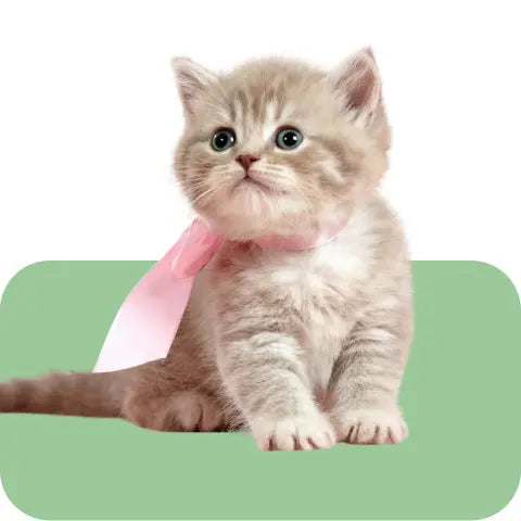Kitten-Food Intervetclinic