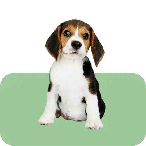 Puppy-Food Intervetclinic