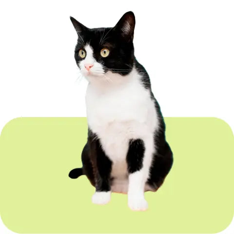 Wet-Cat-Food Intervetclinic