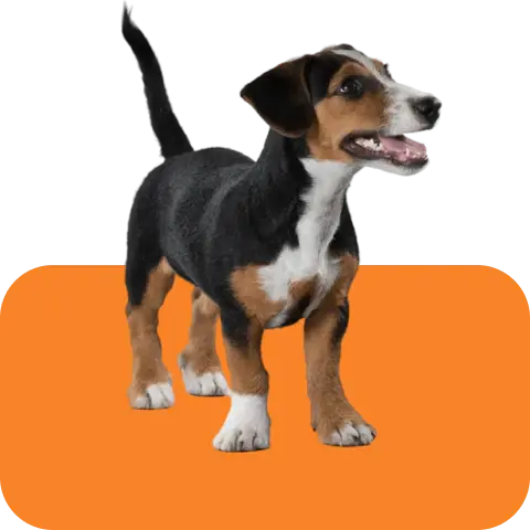 Wet-Dog-Food Intervetclinic