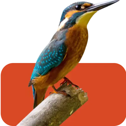 Bird-Food Intervetclinic