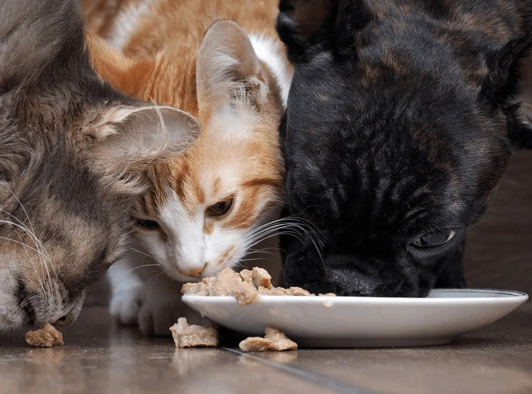 Hills-Wet-food Intervetclinic