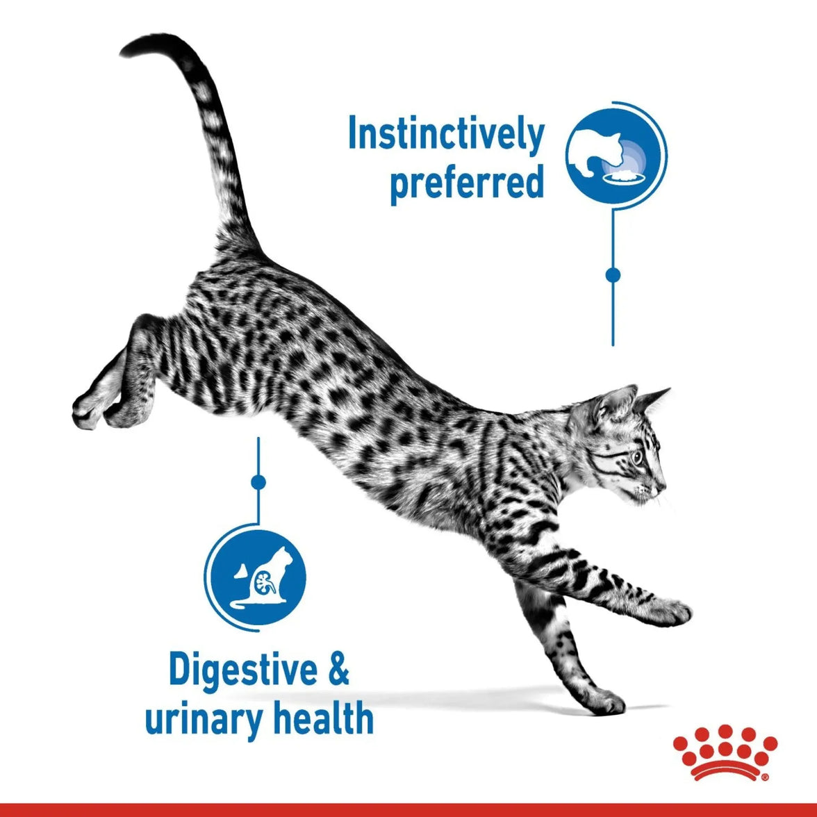 Cat jumping with text about digestive and urinary health on a white background