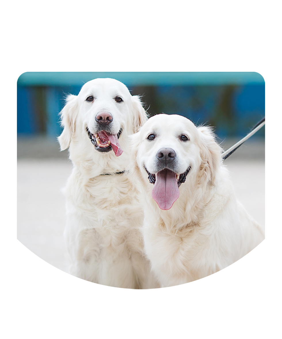 puppy food selling in tintervet uae