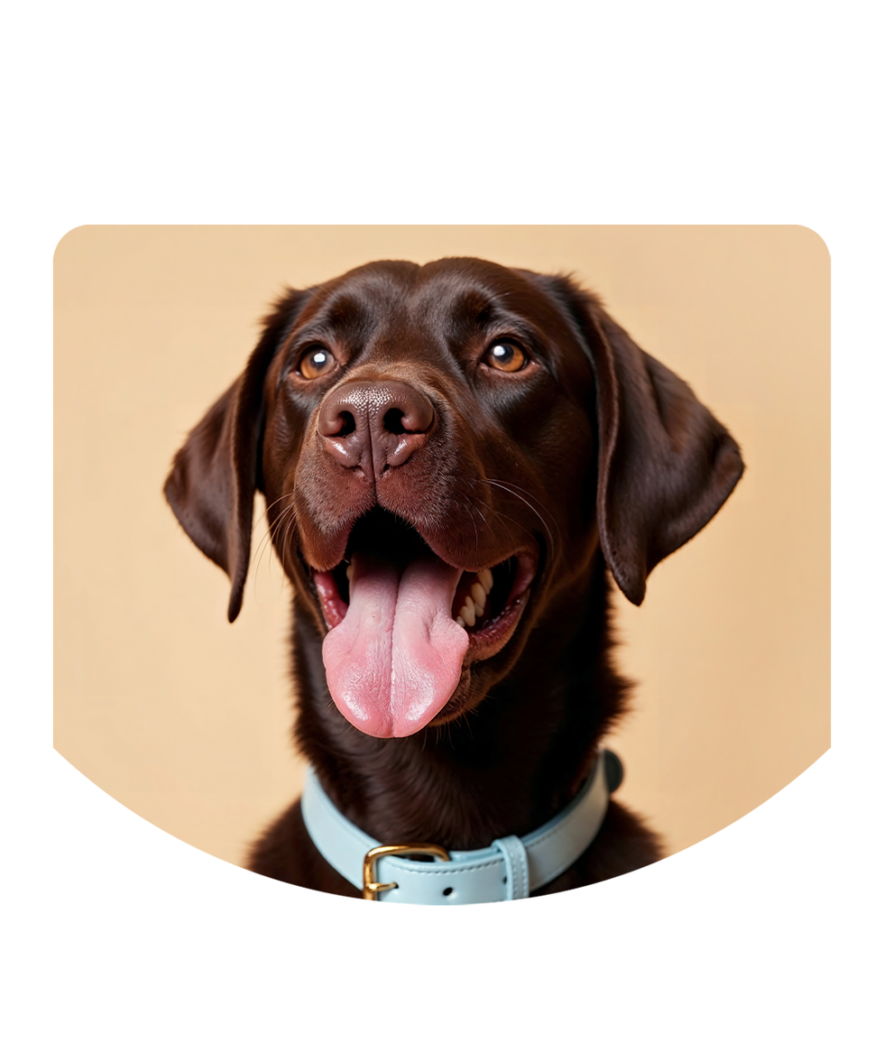 dog food selling in intervet uae