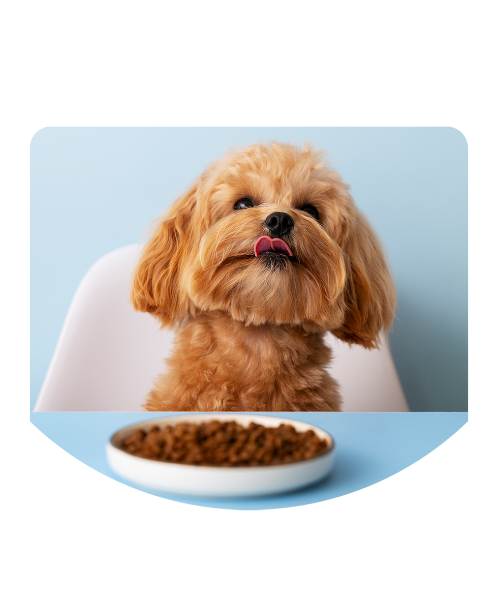 Puppy foods on UAE