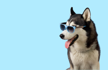dog food selling on intervet uae
