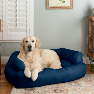 dog on bed