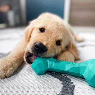 dog toy