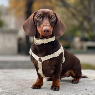 dog belt