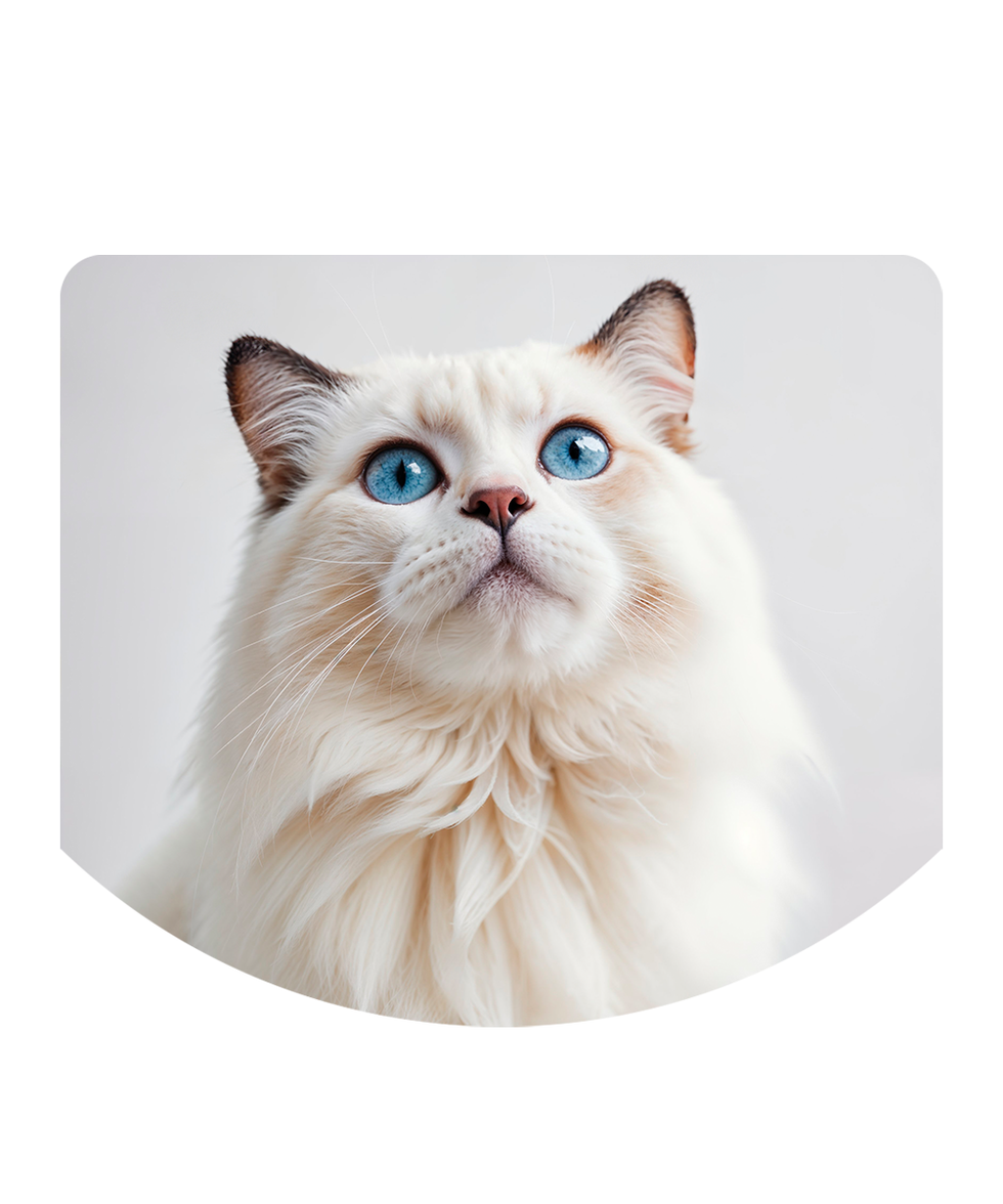 cat food selling in intervet uae