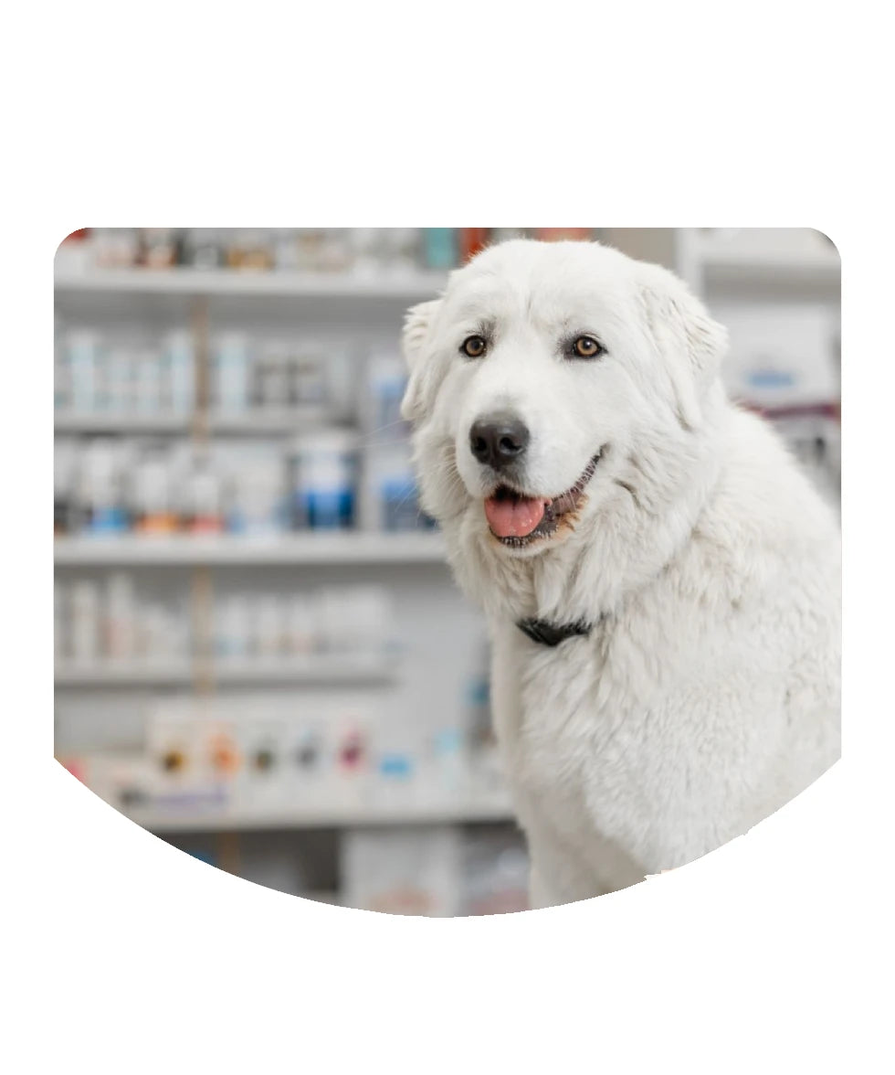 A white fluffy dog wearing a black collar, standing in front of a blurred pharmacy shelf  in intervet UAE