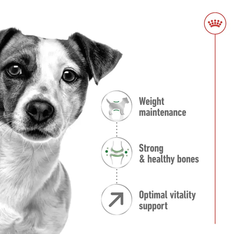 Royal Canin Size Health Nutrition Mini Adult Dog 8+ 2 KG Royal Canin