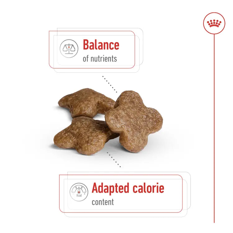 Royal Canin Size Health Nutrition Mini Adult Dog 8+ 2 KG Royal Canin