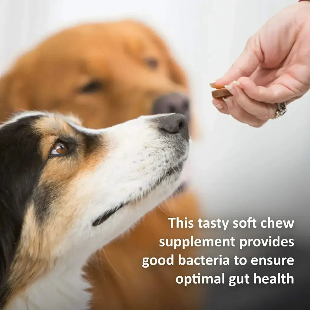 Synergy Labs Veterinary Formula Clinical Care Eye Health & Tear Stain 150g Synergy Labs