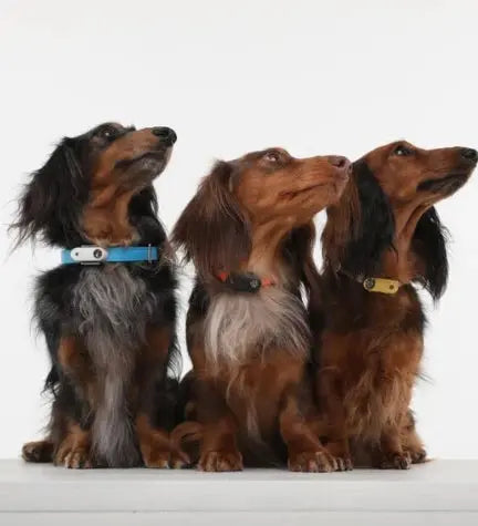 Tickless Mini Dog Ultrasonic Tick & Flea Repeller Tickless
