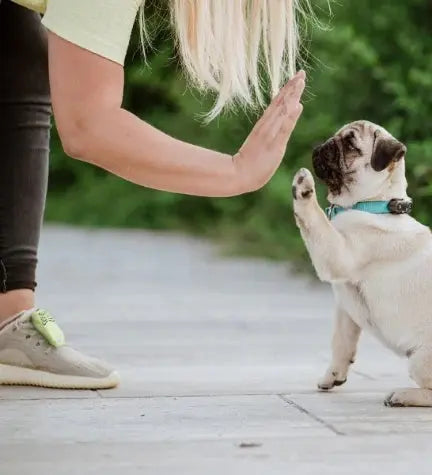 Tickless Mini Dog Ultrasonic Tick & Flea Repeller Tickless