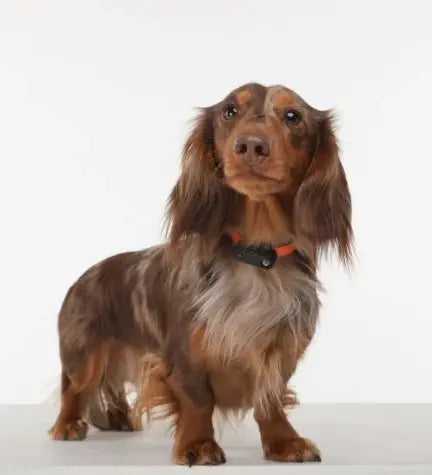 Tickless Mini Dog Ultrasonic Tick & Flea Repeller Tickless
